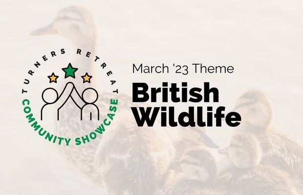 Community Showcase: British Wildlife